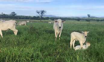 Imagem: Segura peão, que ótima fazenda