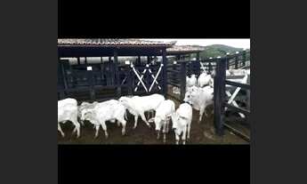 Imagem 2: R$ 4.500.000 Fazenda em Marcionílio Souza BA