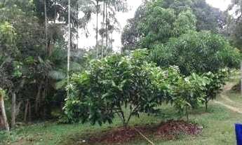 Imagem 5: Terreno com acesso a Cachoeira em Balbina/ Km 62/ Uma propriedade espetacular/ Árvores fru