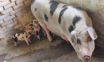 Imagem 2: Fazenda 137 Hectares Toda Formada, Beira do Rio, Cachoeira Dentro, 7Km do Asfalto