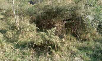 Imagem 3: Lindo Sitio com 60.000 m², em Carmo de Minas/MG