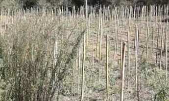 Imagem 4: Área para venda tem 14.000 m² em Zona Rural - Gonçalves - MG