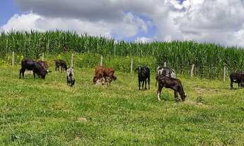 Imagem 6: Fazenda 137 Hectares Toda Formada, Beira do Rio, Cachoeira Dentro, 7Km do Asfalto