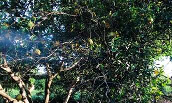 Imagem 3: Chácara em Bady Bassit 2.000m2