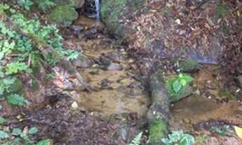 Imagem 5: Lindo sítio com muita água, pastagem, araucárias..