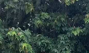 Imagem: Vendo lote comercial na ARSO 151, antiga