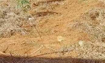 Imagem 3: Terreno à venda, 250 m² por R$ 135.000,00 - Jardim Esmeralda - Araraquara/SP