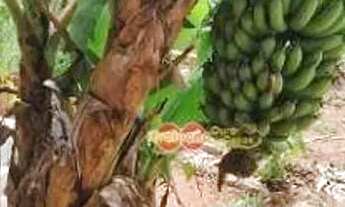 Imagem 2: Chacara Rural / Fazenda Velha