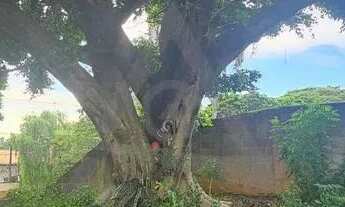 Imagem 3: Terreno à venda e para alugar em Campinas, Jardim das Paineiras, com 560 m²