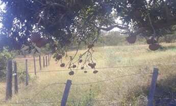 Imagem 6: Fazenda de 96,80 hectares - Município de Flores Goiás