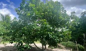 Imagem 2: Vendo granja Perto Mata Redonda com rio dentro