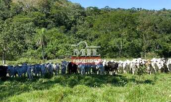 Imagem 4: Fazenda em Crixás-GO. > 54 Alq. (261 Há). Pecuária