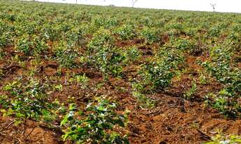 Imagem 5: Fazenda de Eucalipto em otica localização