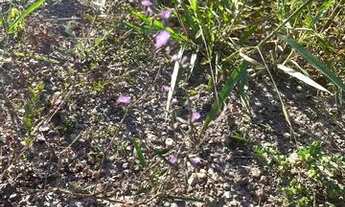 Imagem 6: Lindo Lote no Corumbá - só 5km de chão (ágio