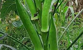 Imagem: Chácara no terra boa