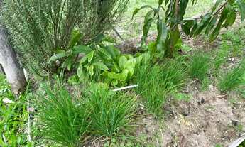 Imagem 6: CASA EM TERRENO RURAL COM FIBRA ÓTICA E POÇO ARTESIANO EM SANTO ANTÔNIO DA PATRULHA