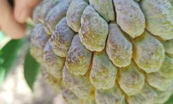 Imagem: Sítio na Serra