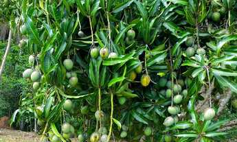 Imagem 6: Sítio Frutífero com lagoa em Mogi das Cruzes