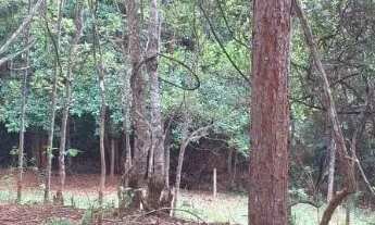 Imagem 2: Vendo gleba 2hectares região da comunidade Palmeira com córrego e terra de cultura