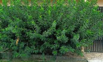 Imagem 2: Moura Gestor Imobiliario Aluga com Exclusividade Uma Casa 2 Pavimentos com 6x4, Marambaia