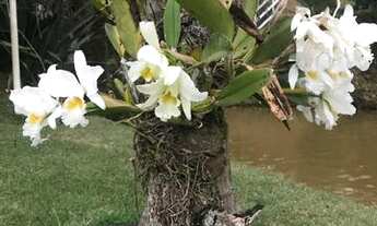 Imagem 6: Lindo Sítio c/ampla Lagoa e Piscina, todo cercado,casa sede + 02 casas/ 20.000 Mts