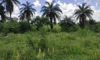 Imagem: Fazenda Fazendinha 19 Hectares, 16 Hectares