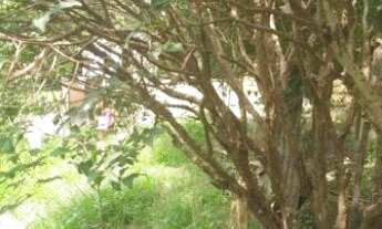 Imagem 7: Sítio para Venda em Santa Luzia, BONANZA, 2 dormitórios, 1 banheiro