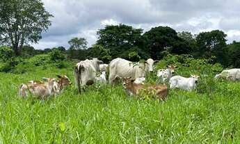 Imagem 3: Fazenda de 156 Alqueires em Novo Planalto - GO