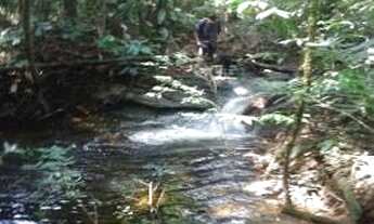 Imagem 6: Terreno com acesso a Cachoeira em Balbina/ Km 62/ Uma propriedade espetacular/ Árvores fru