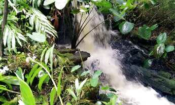 Imagem 5: Chácara Monte Alegre 3,5 ALQUEIRE