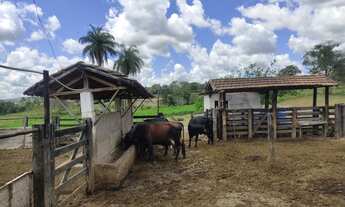 Imagem 5: Fazenda 137 Hectares Toda Formada, Beira do Rio, Cachoeira Dentro, 7Km do Asfalto