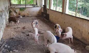 Imagem 4: Fazenda 137 Hectares Toda Formada, Beira do Rio, Cachoeira Dentro, 7Km do Asfalto
