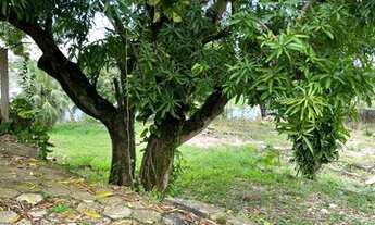 Imagem 3: Ótimo e grande terreno no bairro da Glória (Antiga Juteira Lustoza