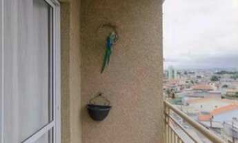 Imagem 5: São Paulo - Apartamento Padrão - Jardim Matarazzo