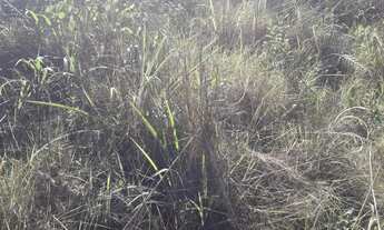 Imagem 3: Chácara de 20 Hectares na beira da BR-130 no capão da onça