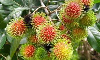 Imagem 5: Sítio com igarapé negócia