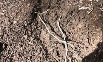 Imagem 6: Segura peão, que ótima fazenda