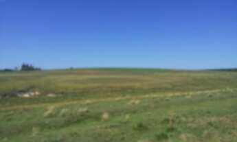 Imagem 3: Campo nativo de 76,5 ha em Capão do Cipó