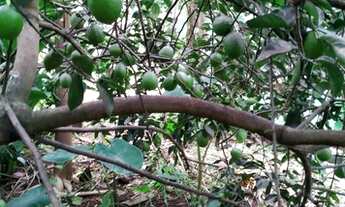 Imagem 7: Chácara Monte Alegre 3,5 ALQUEIRE