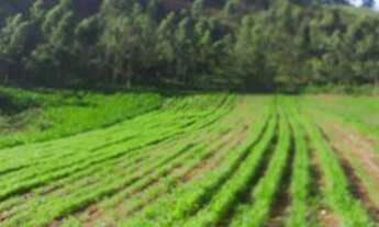 Imagem 6: Fazenda à venda, 1100000 m² por R$ 2.500.000,00 - Centro - Argirita/MG