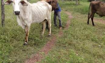 Imagem 4: Vendo uma fazenda no municipio de conceiçao do tocantins