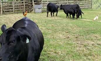 Imagem 4: Sítio dos sonhos!!!!