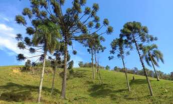 Imagem 3: Lindo sítio com muita água, pastagem, araucárias..