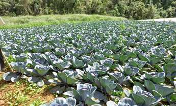 Imagem 7: Lindo sítio com muita água, pastagem, araucárias..
