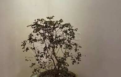 Imagem 4: SAO PAULO - Casa Comercial - PACAEMBU