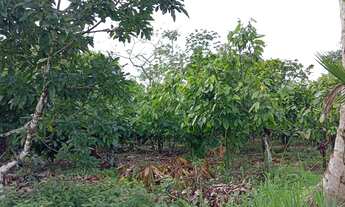 Imagem 4: Vendo excelente fazendinha em jaguaripe