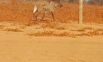 Imagem 2: Terreno Abaeté Chácara com venda por R$50.000