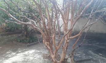 Imagem 5: Casa Térrea com piscina no Setor Jaó