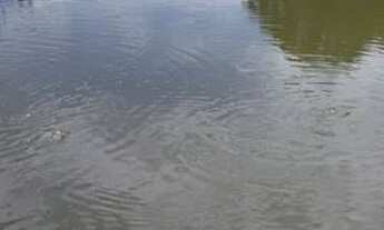 Imagem 7: Chácara 3 alqueires em americano do Brasil, 13 km da cidade de americano 1.300.000