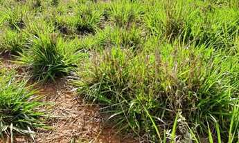 Imagem 2: Chácara em Rio Casca